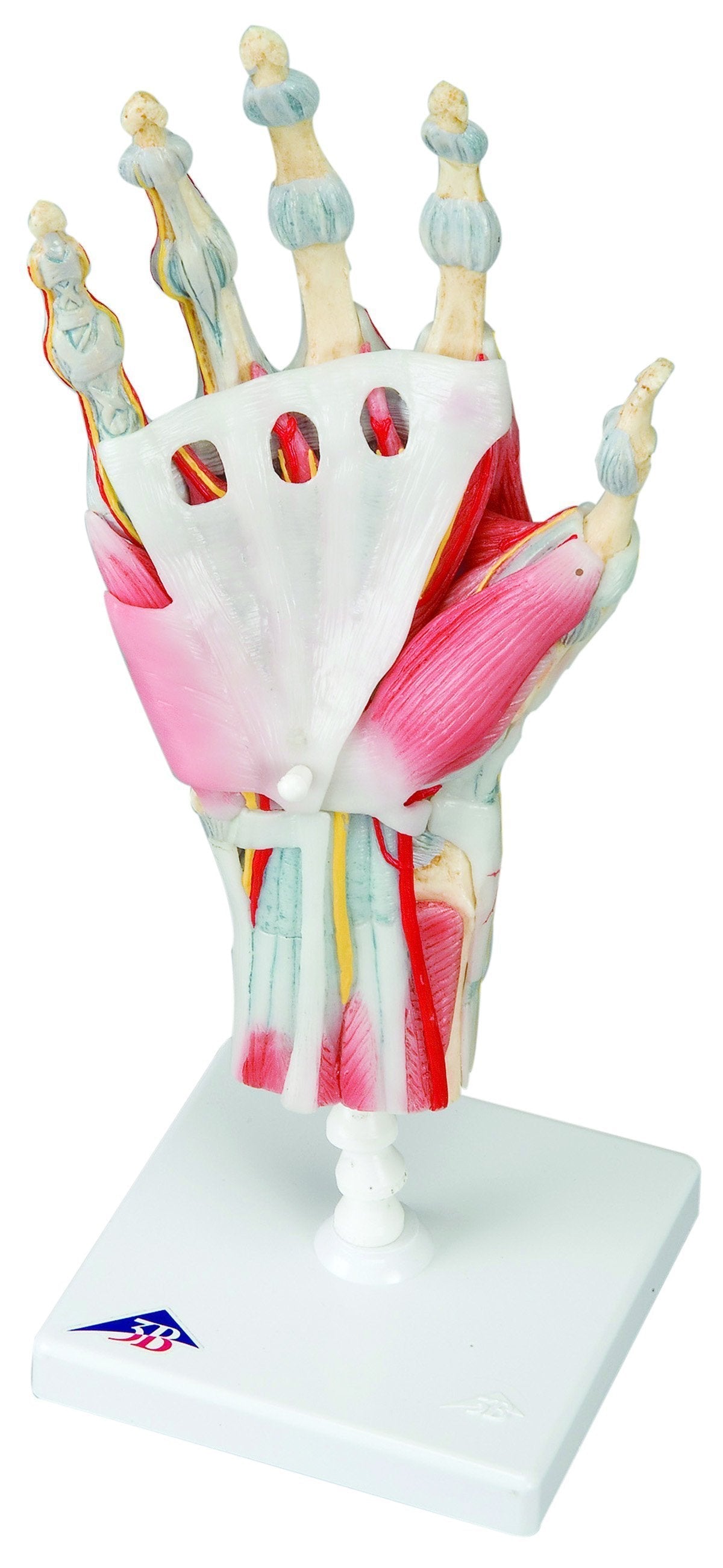 Anatomical Model - hand skeleton with removable ligaments & muscles, 4-part