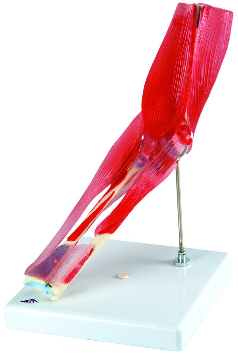 Anatomical Model - elbow joint with removable muscles, 8-part