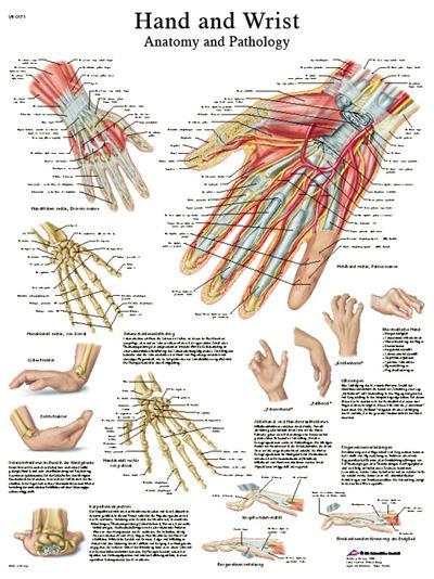 Anatomical Chart - hand & wrist, laminated